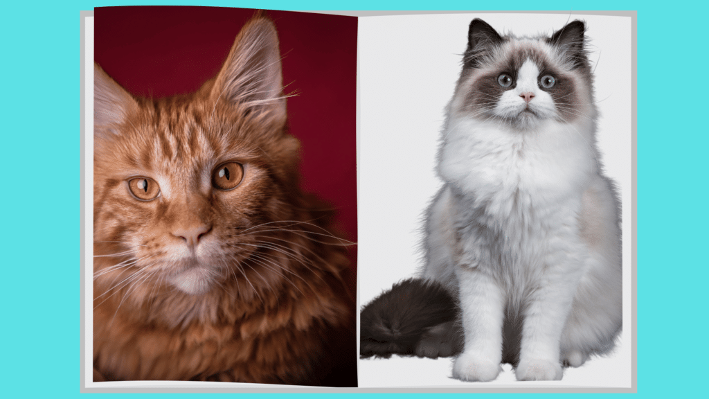 Maine Coon vs ragdoll comparison ⋆ Sassy Koonz Maine Coon Cattery maine coon vs ragdoll comparison