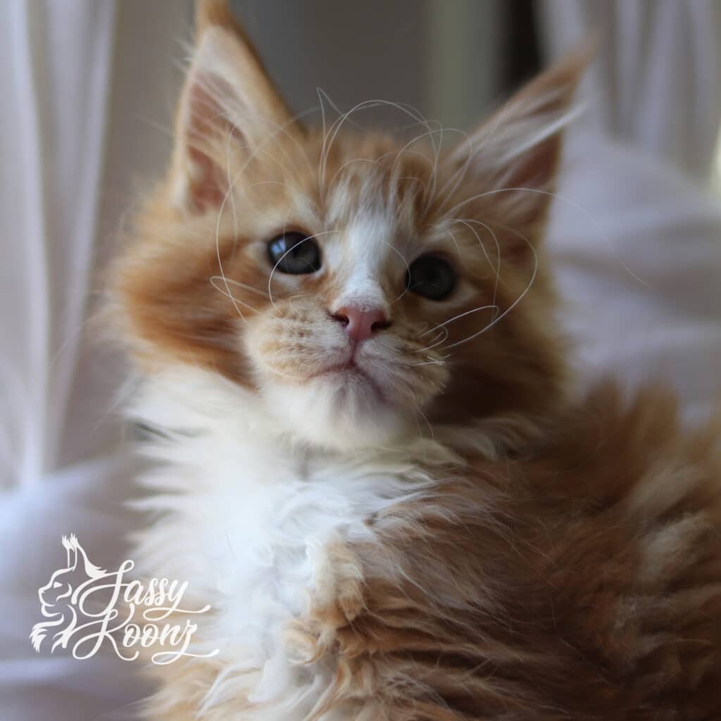 red and white maine coon kitten 10 weeks old in front of window in florida ⋆ Sassy Koonz Maine Coon Cattery red and white maine coon kitten 10 weeks old in front of window in florida