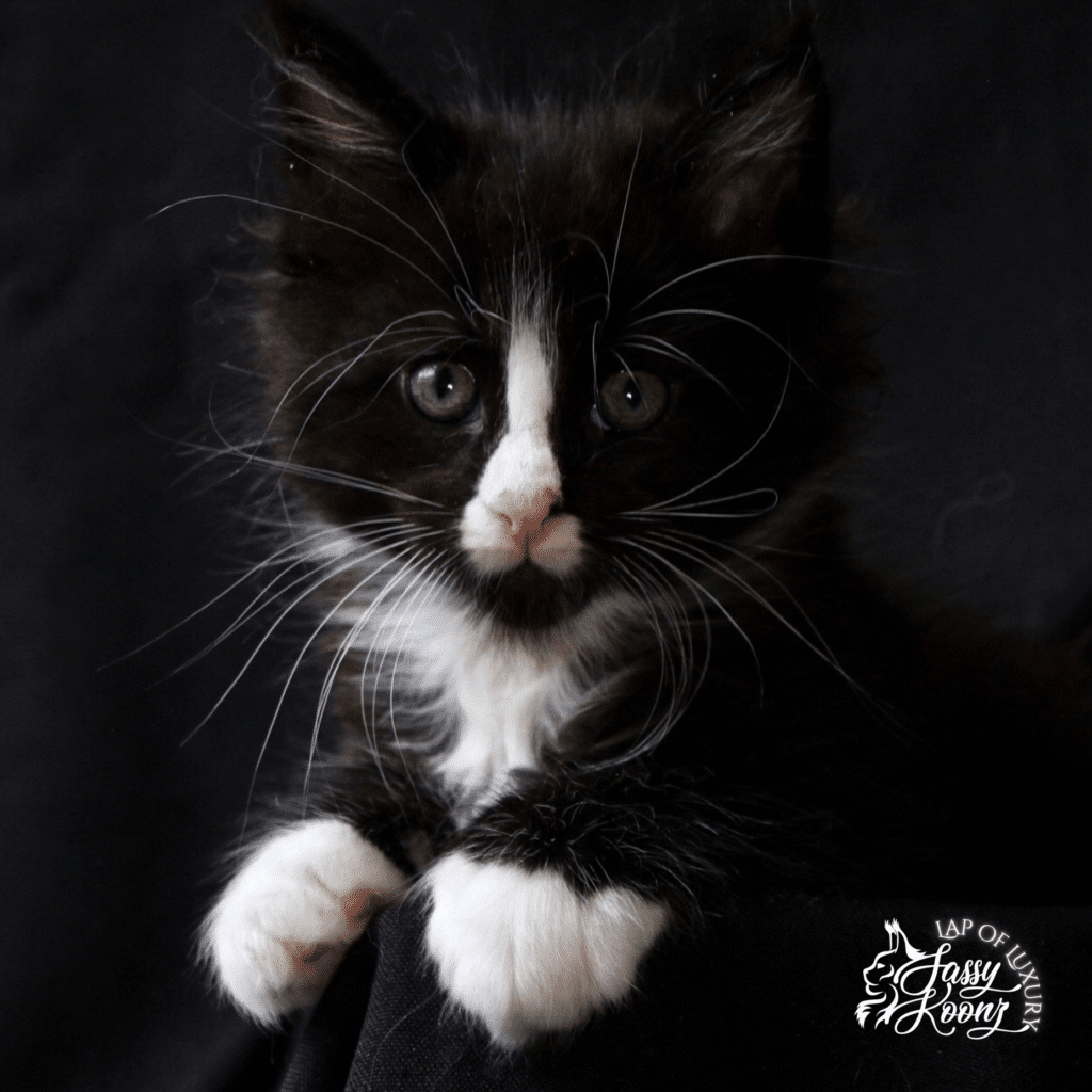 7 week old black and white maine coon kitten ⋆ Sassy Koonz Maine Coon Cattery black and white 7 week old maine coon kitten perched on paws with blaze on nose