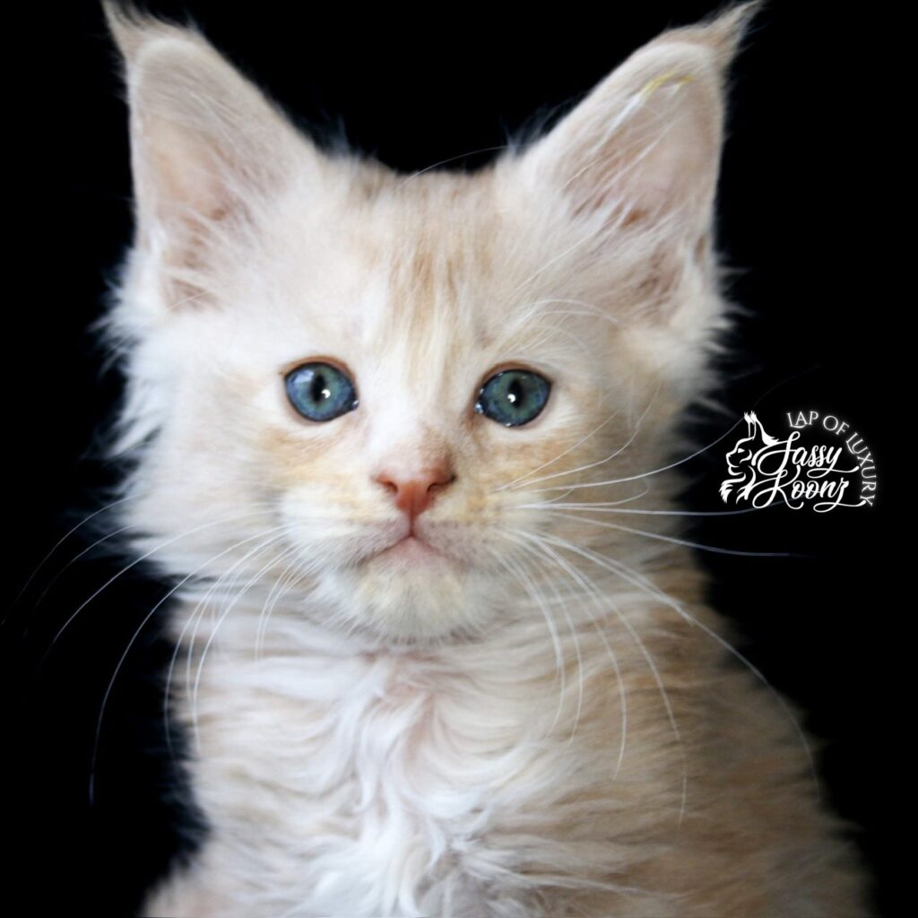 7 week old cream maine coon kitten ⋆ Sassy Koonz Maine Coon Cattery 7 week old maine coon cream kitten
