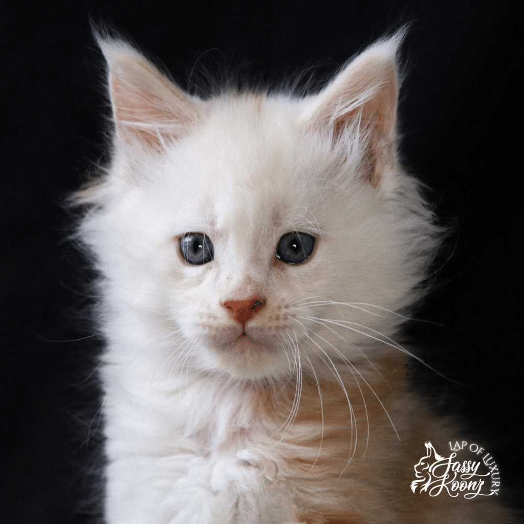 7 week old maine coon cream smoke kitten ⋆ Sassy Koonz Maine Coon Cattery available cream smoke maine coon kitten 7 weeks old