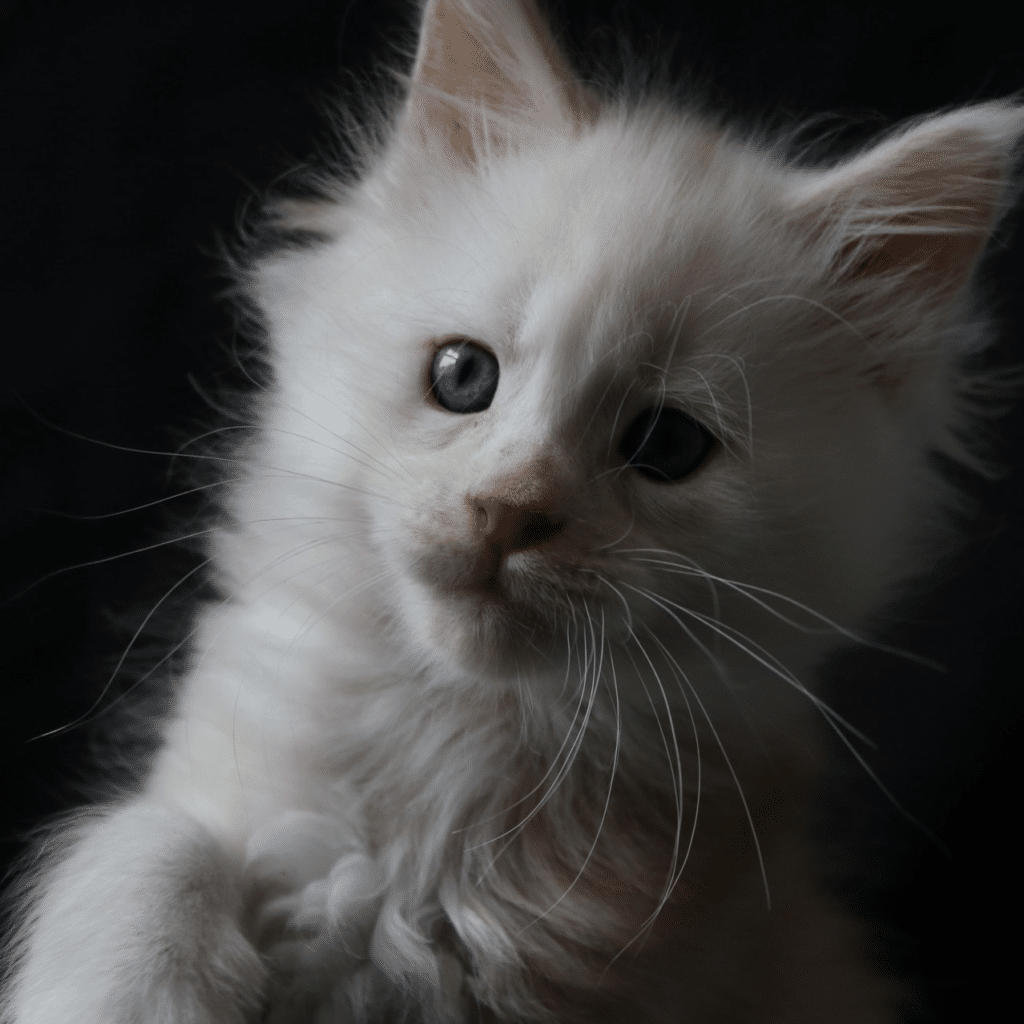 7 week old maine coon kitten cream smoke ⋆ Sassy Koonz Maine Coon Cattery cream smoke maine coon kitten 7 weeks old available