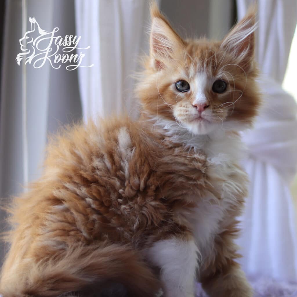 7765A856-1BF2-4296-A29F-6093E8E9ACEC ⋆ Sassy Koonz Maine Coon Cattery red and white female maine coon kitten for sale euclid