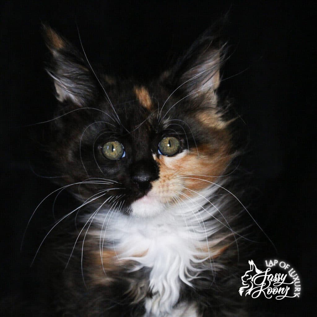 9 week old black smoke tortie maine coon kitten ⋆ Sassy Koonz Maine Coon Cattery 9 week old black smoke tortie maine coon kitten with white