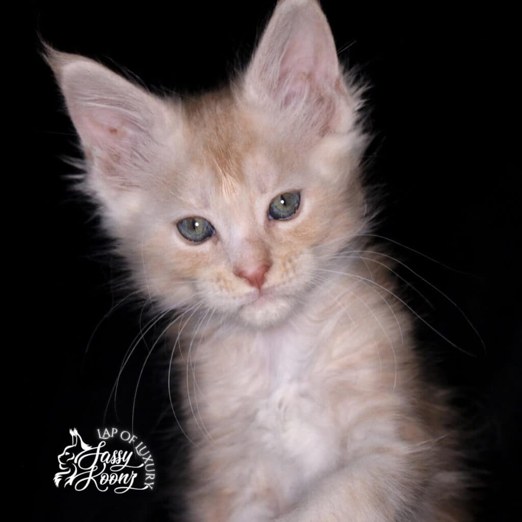 9 week old cream smoke female available maine coon kitten ⋆ Sassy Koonz Maine Coon Cattery 9 week old cream smoke female available maine coon kitten