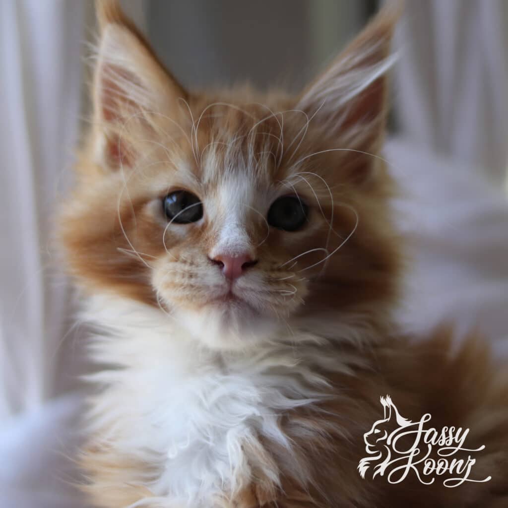 B5A9E71C-516F-4E56-AA05-78D126743B9C ⋆ Sassy Koonz Maine Coon Cattery female red maine coon kitten available for sale