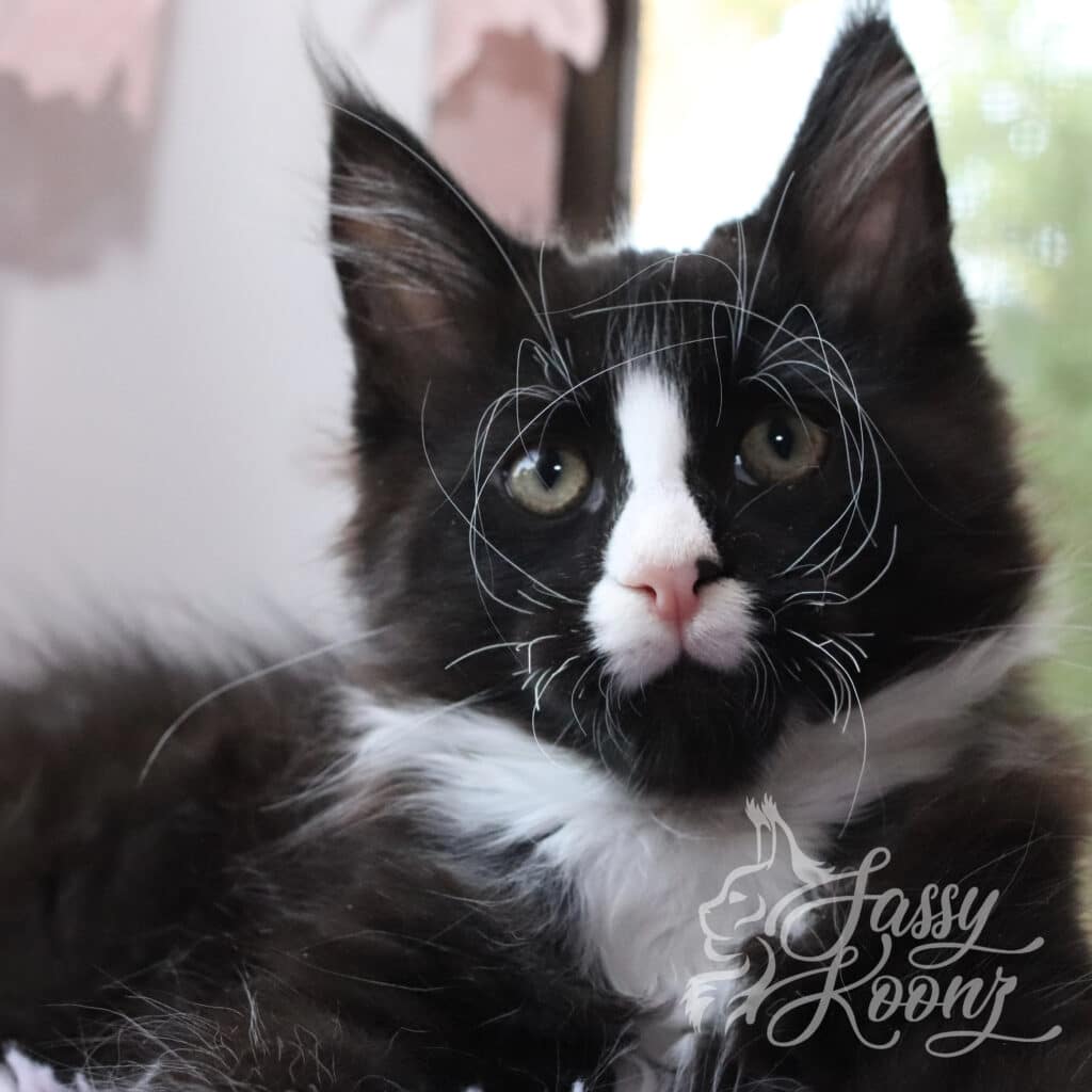 Blaack-and-white-maine-coon-cat-young-texas-11-weeks-old ⋆ Sassy Koonz Maine Coon Cattery black and white maine coon cat young texas 11 weeks old