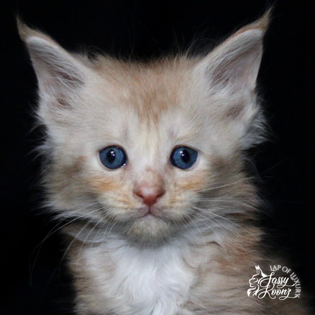Cream-Smoke-girl-Maine-coon-kitten-for-sale ⋆ Sassy Koonz Maine Coon Cattery cream smoke girl maine coon kitten for sale