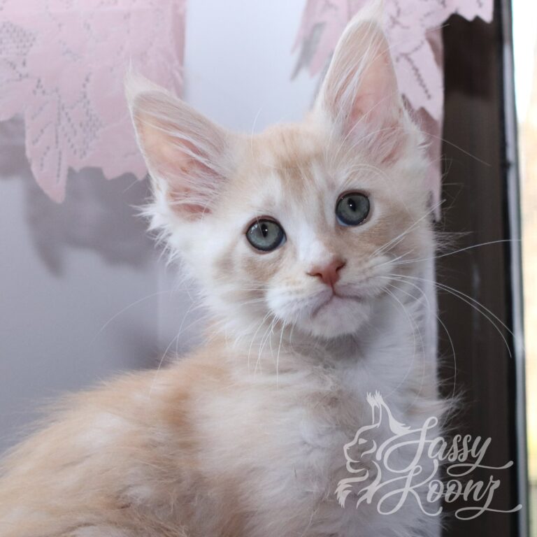 alkaline 11 weeks old beautiful maine coon kitten