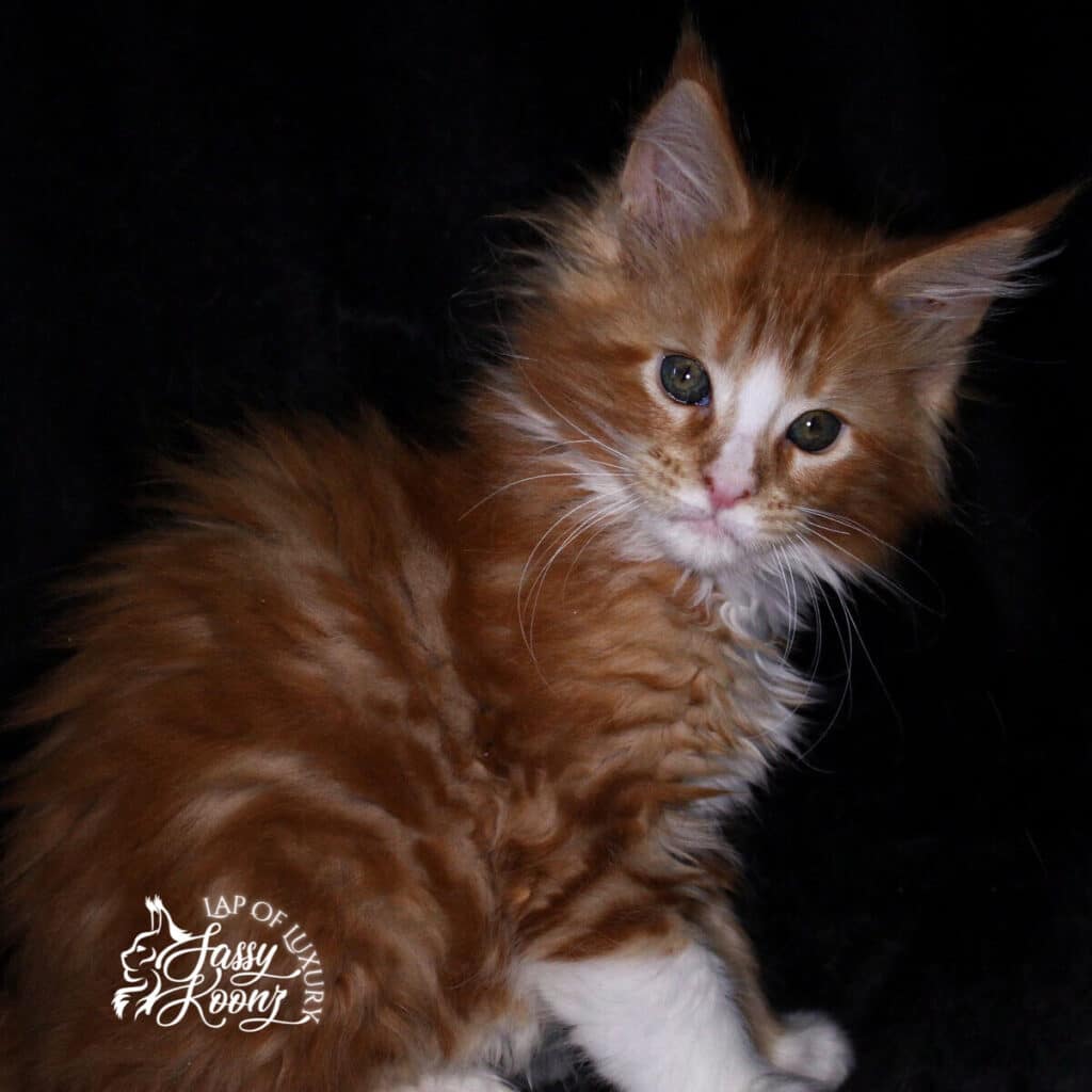 available 9 week old maine coon kitten red and white female ⋆ Sassy Koonz Maine Coon Cattery available 9 week old maine coon kitten red and white female