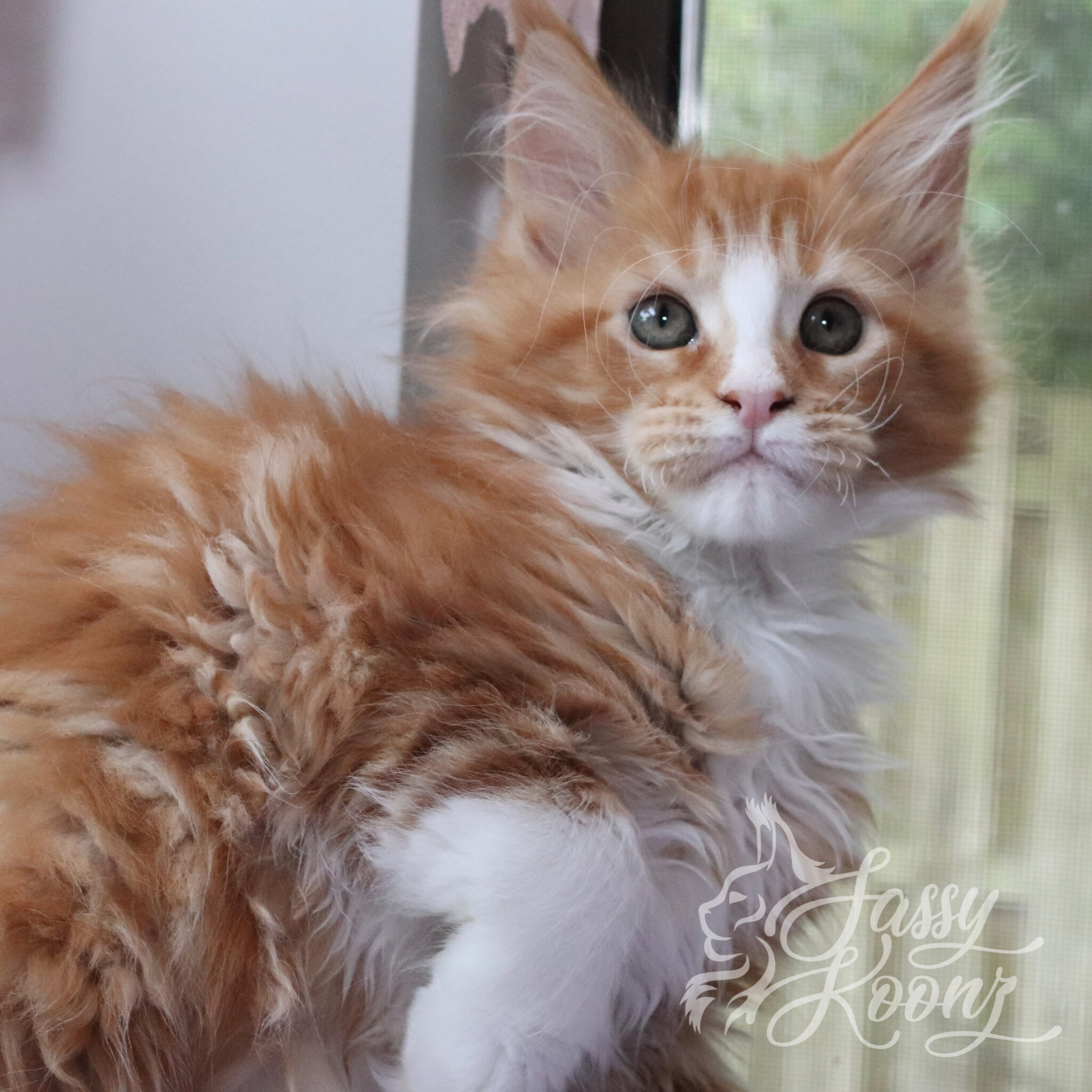 awesome red white female maine coon orange euclid