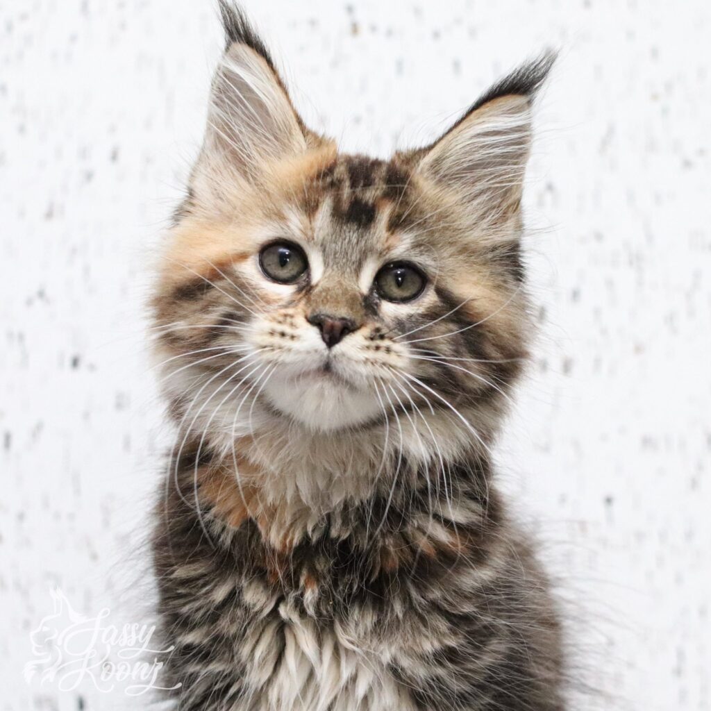 barbie-11-weeks-old-maine-coon.JPEG ⋆ Sassy Koonz Maine Coon Cattery barbie 11 weeks old maine coon