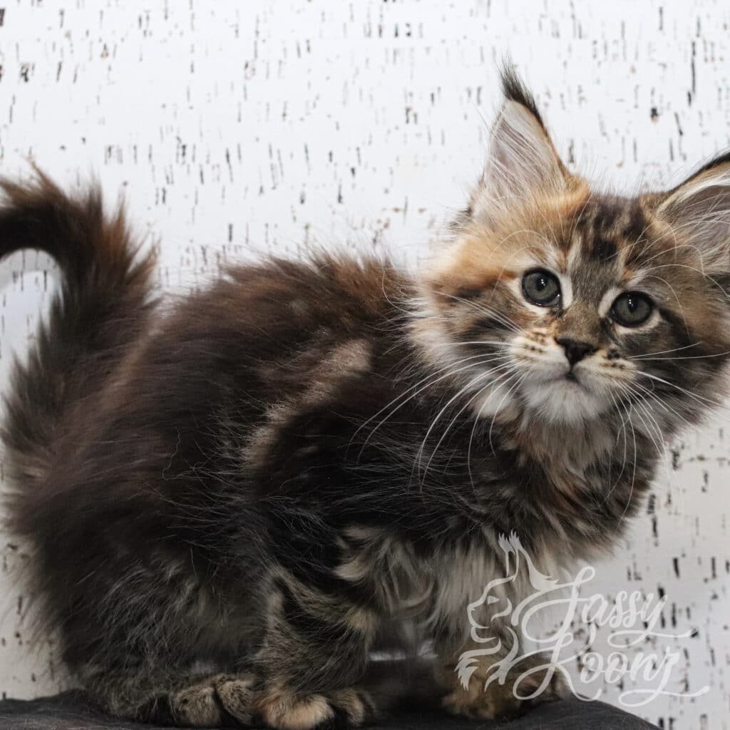 barbie-maine-coon-kitten-for-sale-9-weeks ⋆ Sassy Koonz Maine Coon Cattery maine coon kitten for sale 9 weeks old barbie