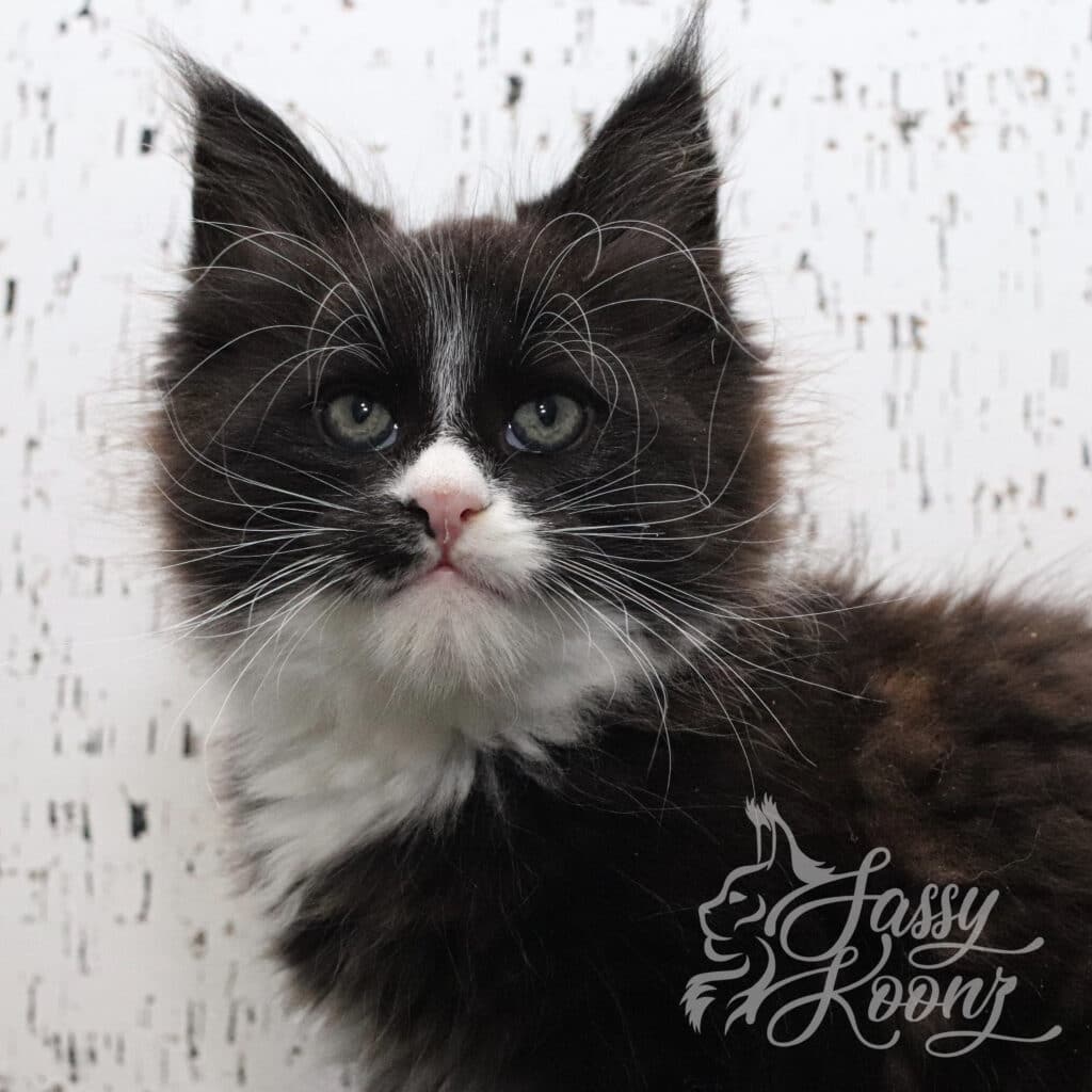 big-maine-coon-kitten-bi-color-purge-9-weeks-old ⋆ Sassy Koonz Maine Coon Cattery big maine coon bi color purge 9 weeks old