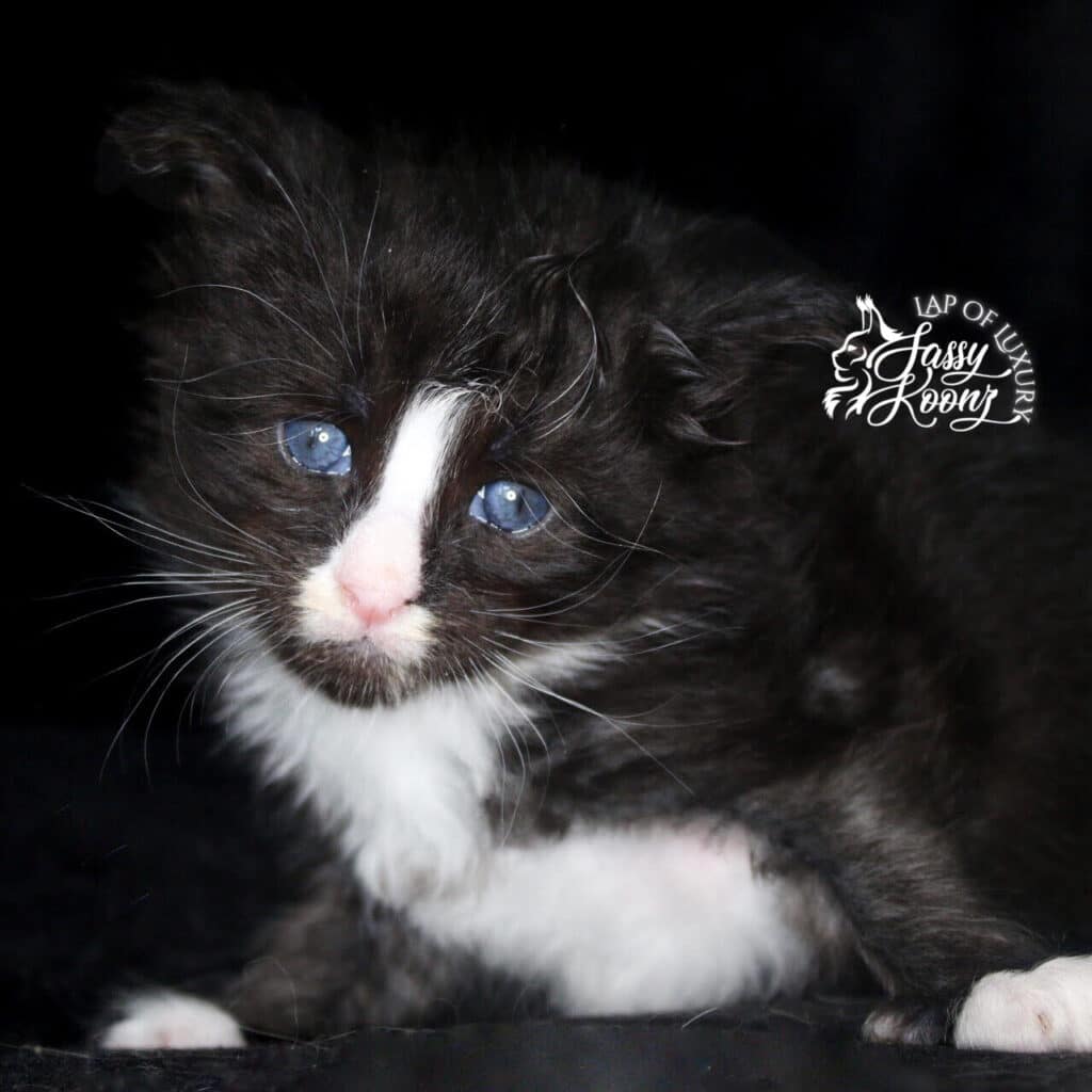 black-and-white-3-week-old-maine-coon-kitten ⋆ Sassy Koonz Maine Coon Cattery 3 week old black and white maine coon kitten