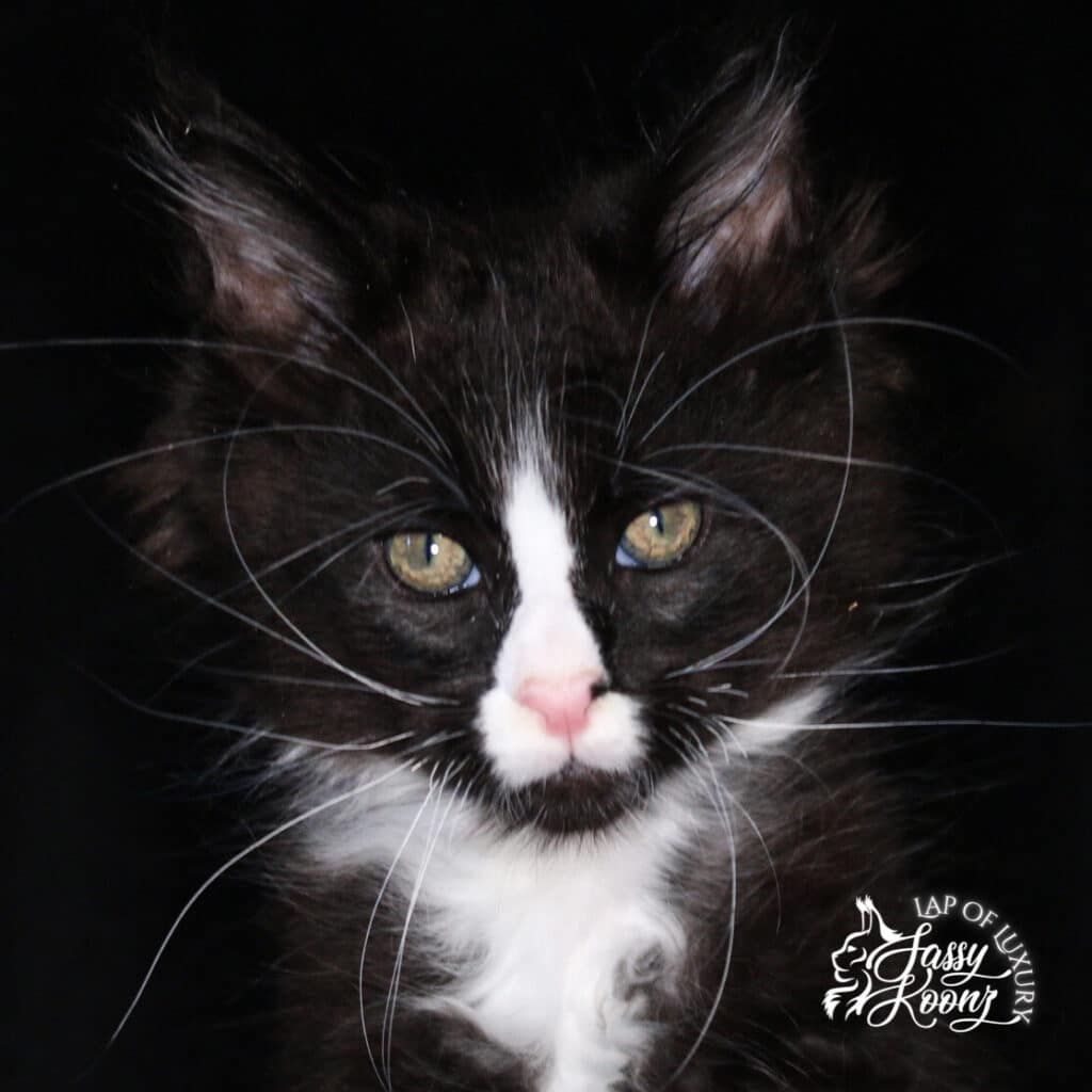black and white 9 week old male maine coon kitten ⋆ Sassy Koonz Maine Coon Cattery black and white 9 week old male maine coon kitten