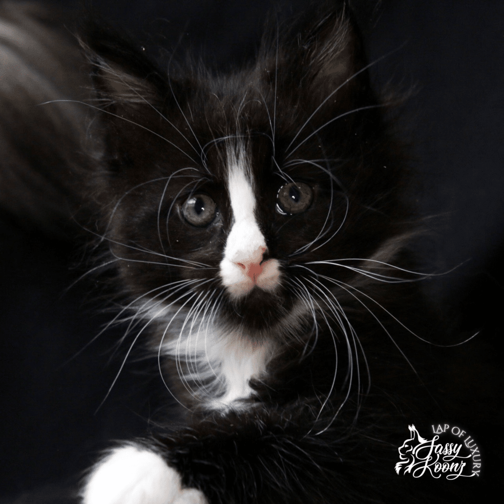 black and white maine coon kitten at 7 weeks old ⋆ Sassy Koonz Maine Coon Cattery black and white maine coon kitten on black background with white blaze on nose