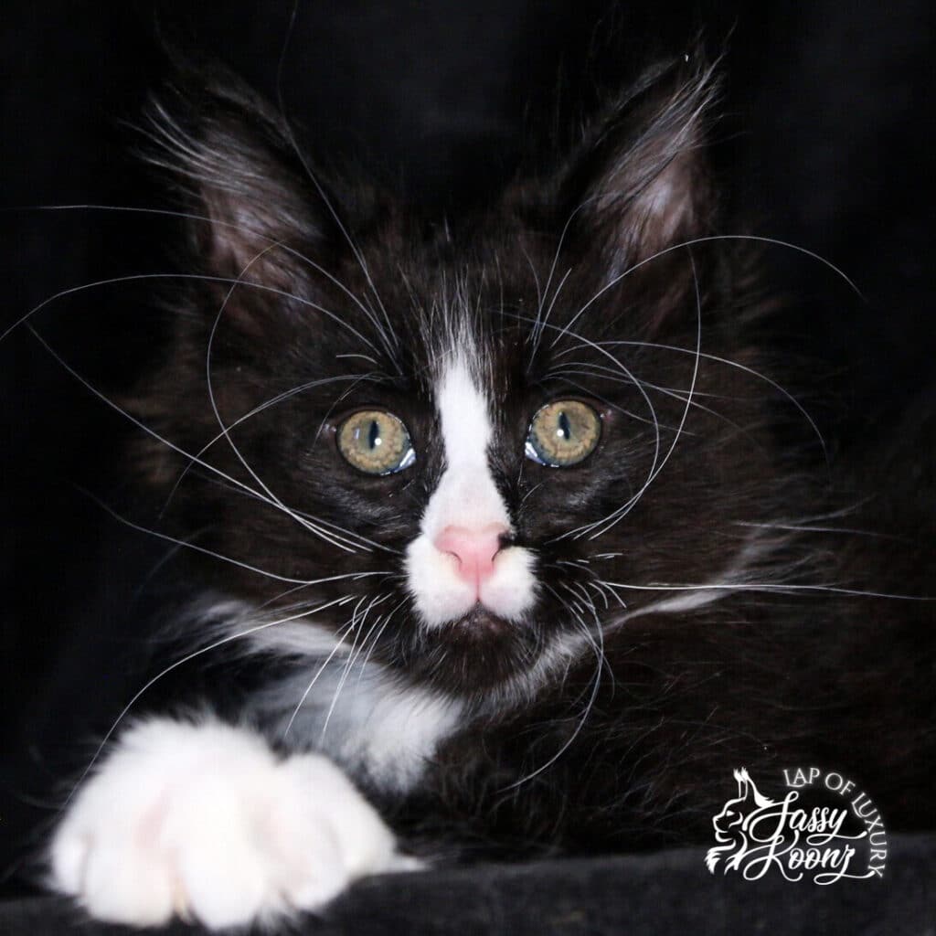 black and white male maine coon kitten 9 weeks old available ⋆ Sassy Koonz Maine Coon Cattery black and white male maine coon kitten 9 weeks old available