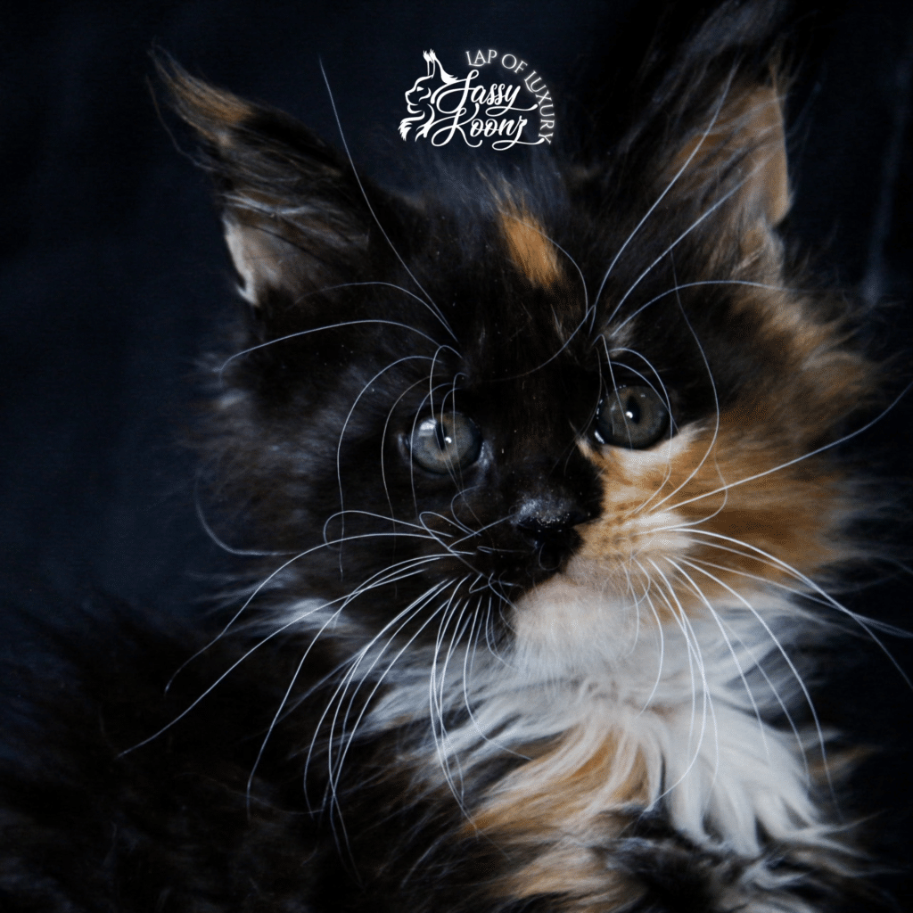 black smoke tortie 7 week old maine coon kitten available ⋆ Sassy Koonz Maine Coon Cattery maine coon 7 week old black smoke tortie calico girl available
