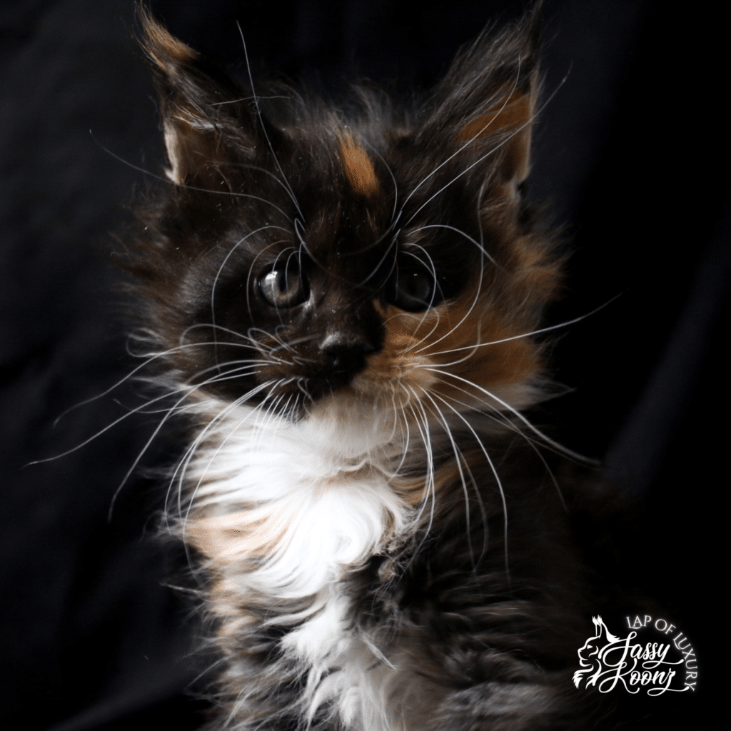 black smoke tortie 7 weeks old maine coon ⋆ Sassy Koonz Maine Coon Cattery cute maine coon kitten black smoke tortie calico girl
