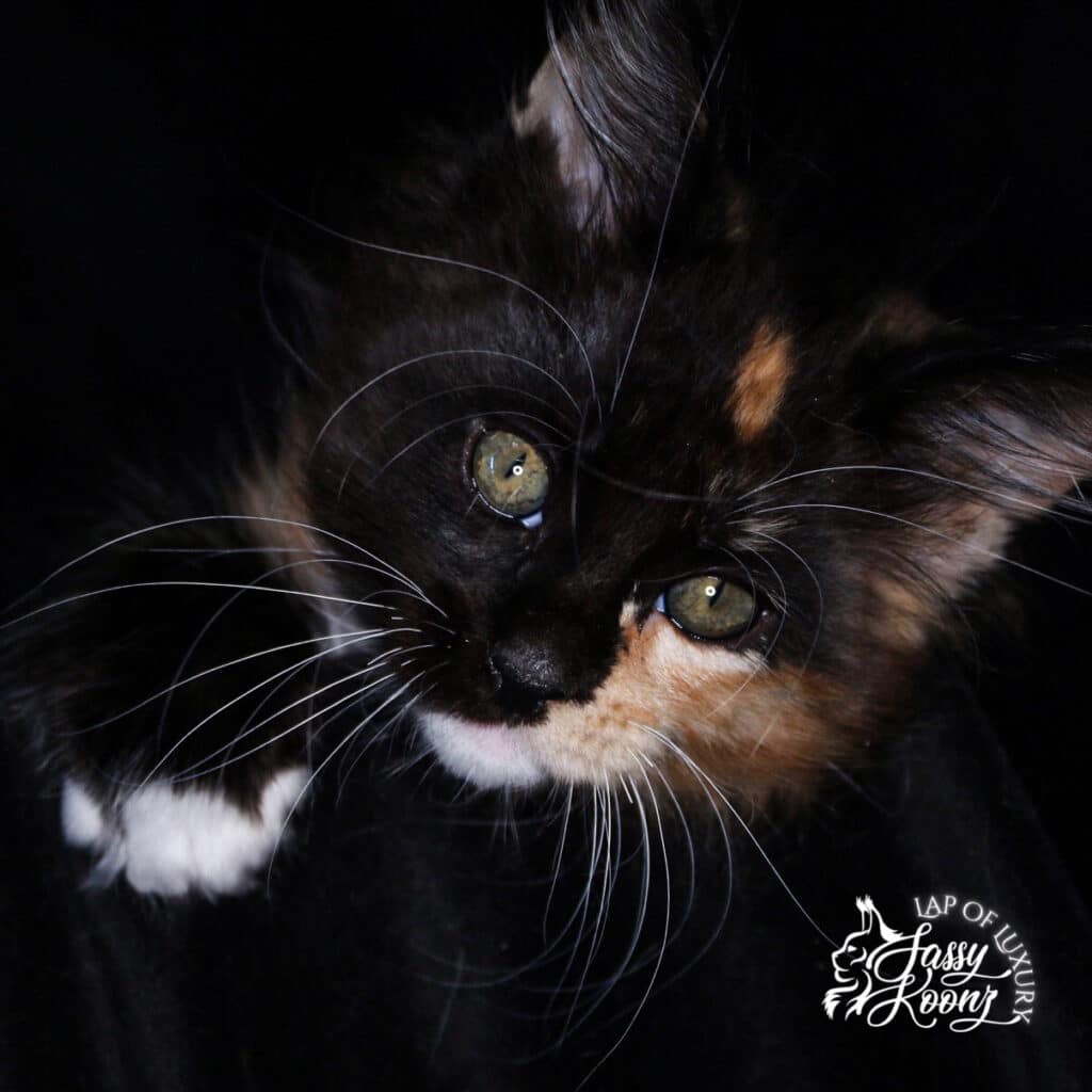 black smoke tortie with white 9 week old maine coon kitten for sale ⋆ Sassy Koonz Maine Coon Cattery