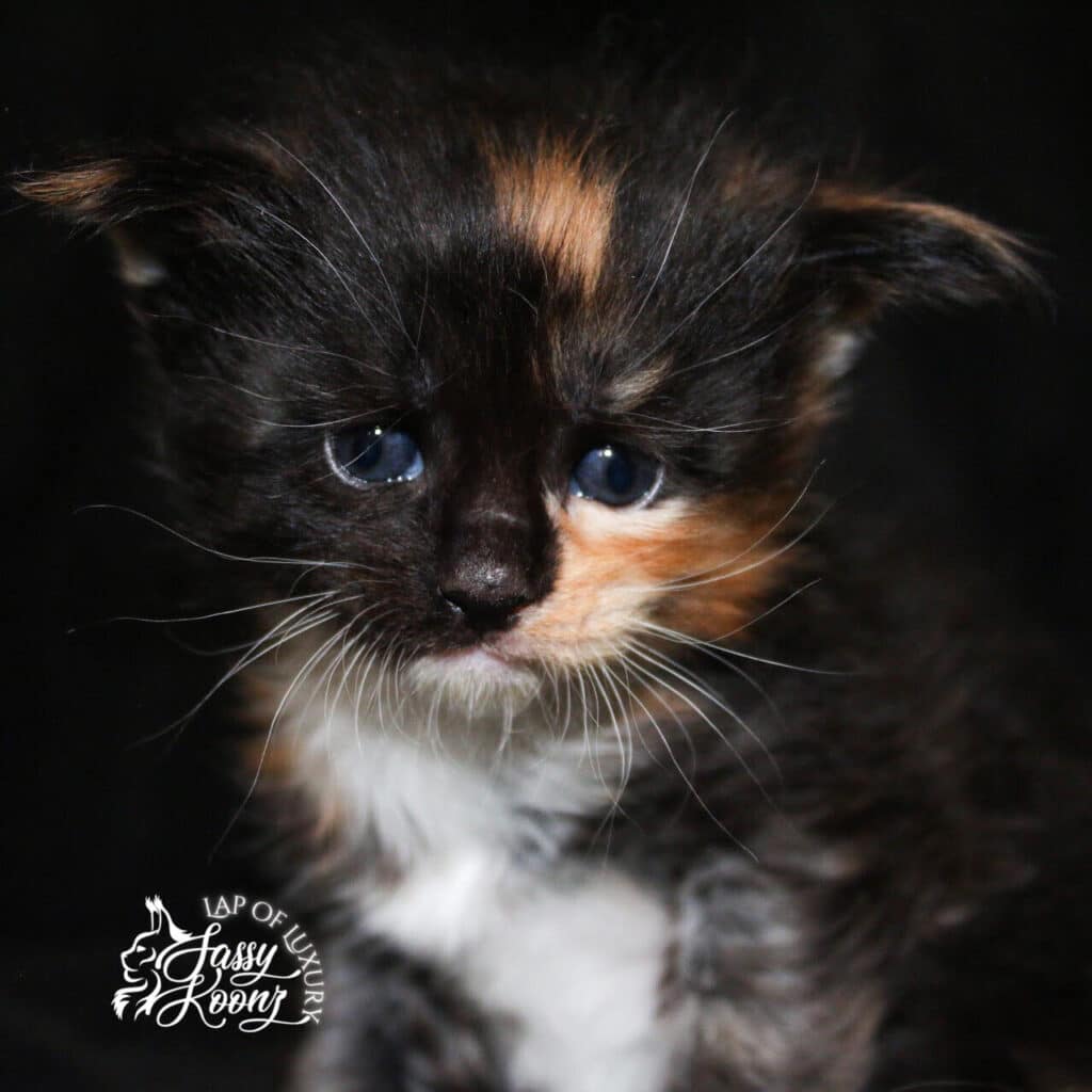 black-smoke-tortie-with-white-maine-coon-kitten-3-weeks-old ⋆ Sassy Koonz Maine Coon Cattery black smoke tortie with white maine coon kitten