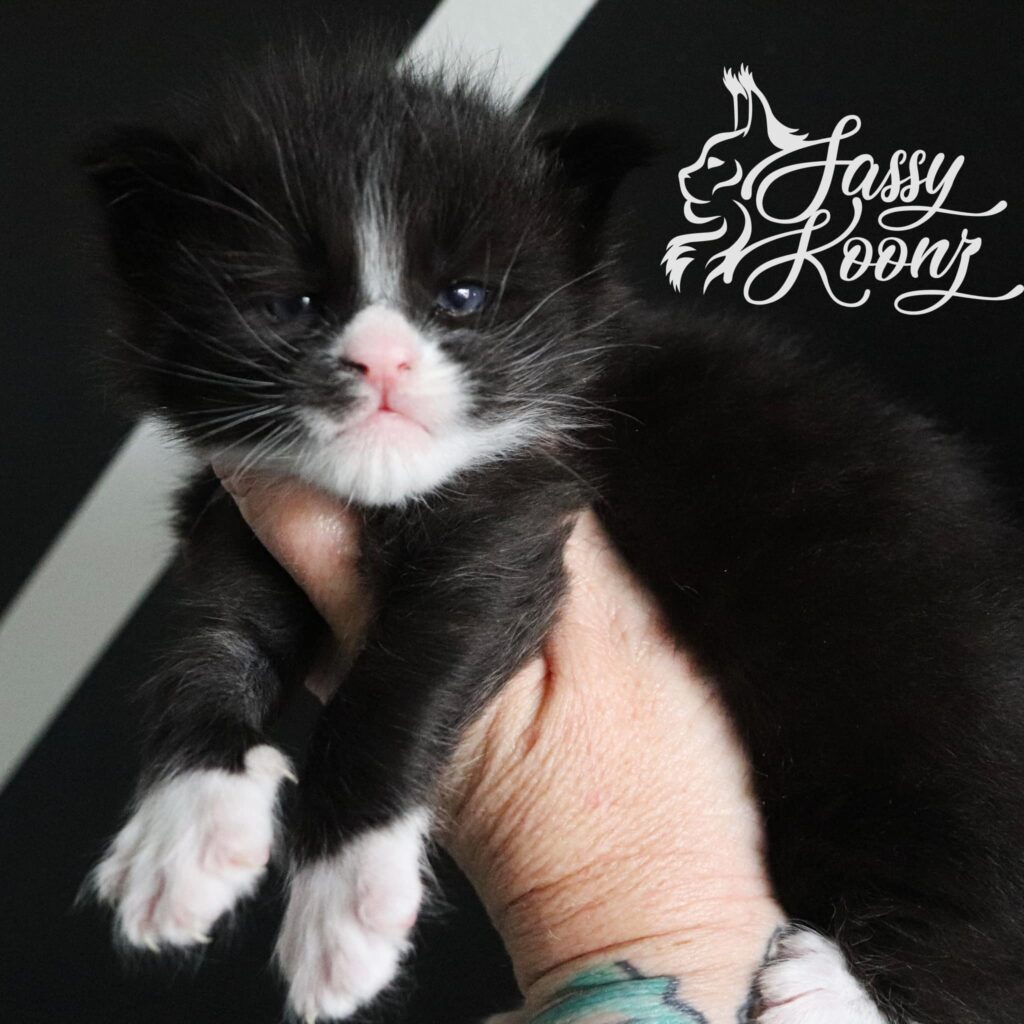 black-white-kitten-purge-maine-coon-3-weeks ⋆ Sassy Koonz Maine Coon Cattery black white maine coon kitten 3 weeks old white feet purge