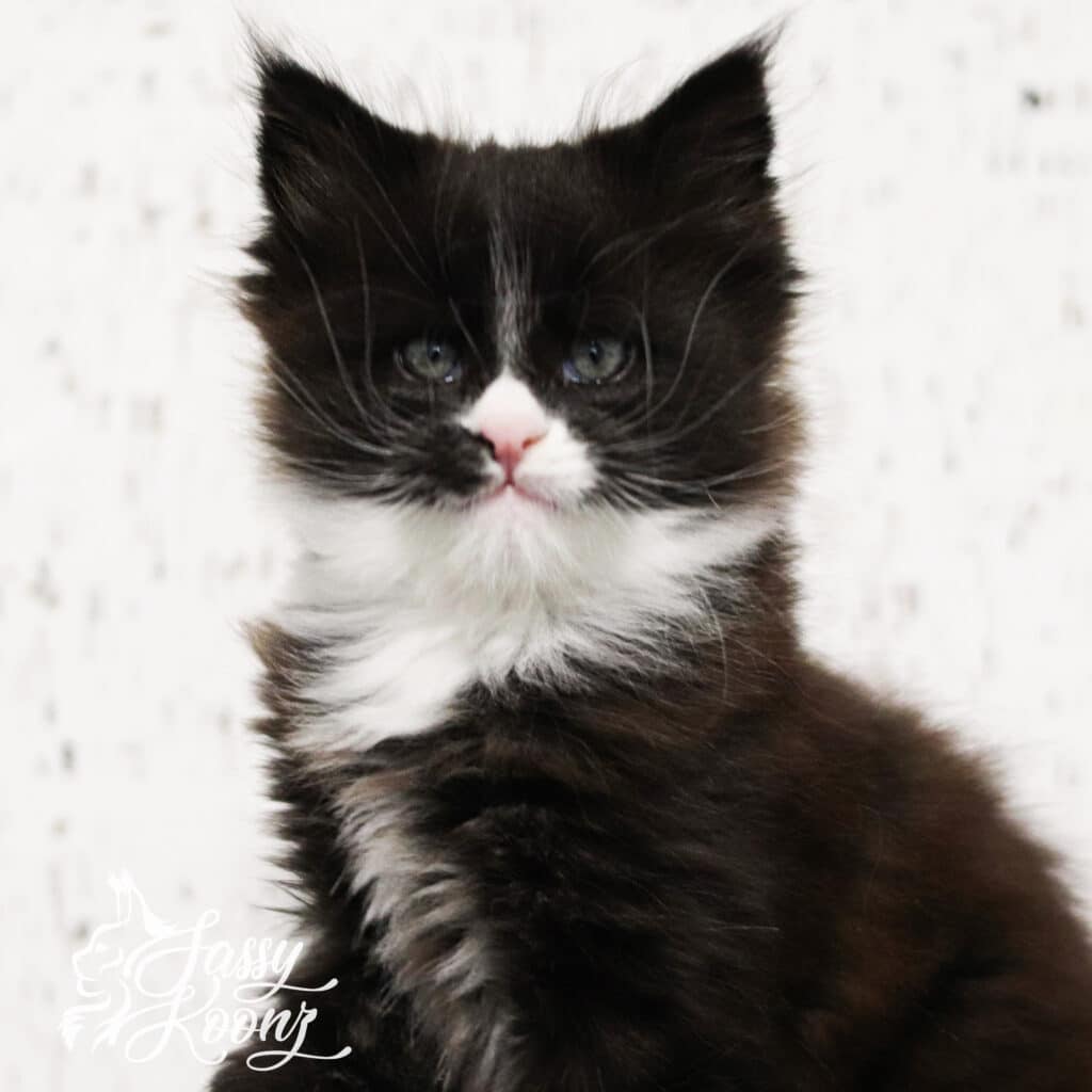 black-white-maine-coon-ron-perlman-purge ⋆ Sassy Koonz Maine Coon Cattery black white maine coon ron perlman purge