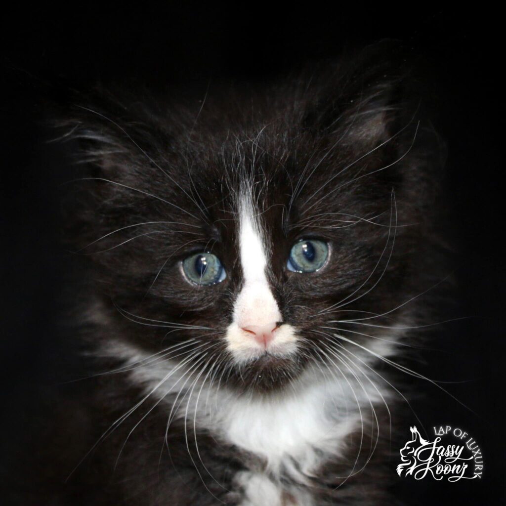 black-white-nose-blaze-maine-coon-kitten-for-sale ⋆ Sassy Koonz Maine Coon Cattery black white nose blaze maine coon kitten for sale