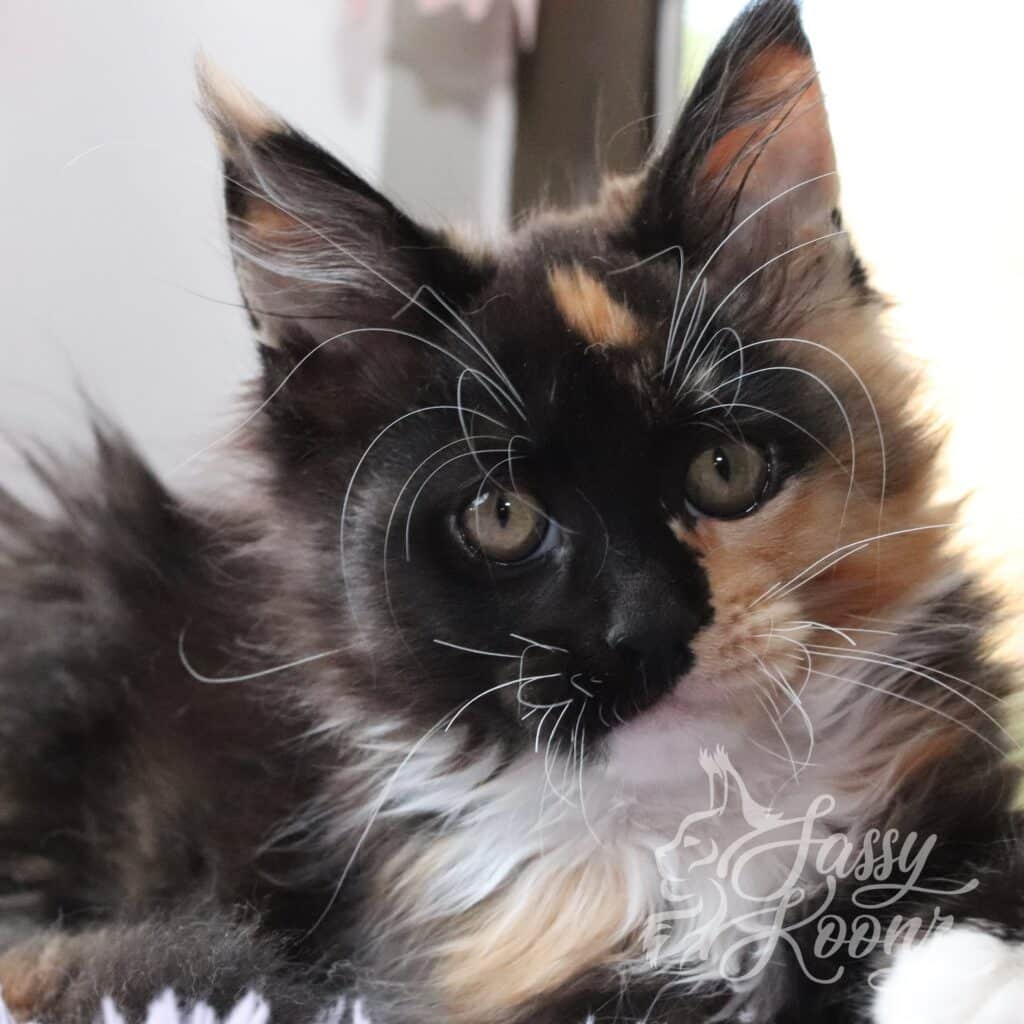 chokehold-calico-maine-coon-11-weeks-old-min ⋆ Sassy Koonz Maine Coon Cattery maine coon female kitten who did not get early spay