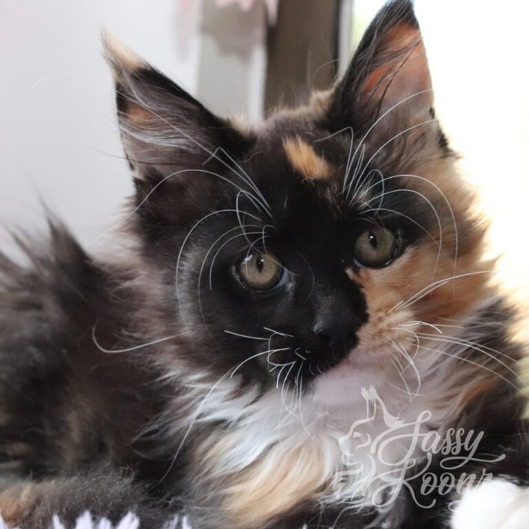chokehold calico maine coon 11 weeks old