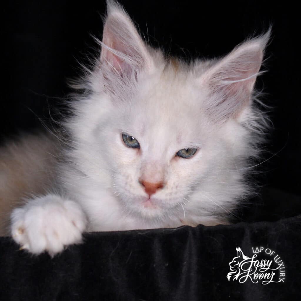 cream high smoke male maine coon kitten 9 weeks old ⋆ Sassy Koonz Maine Coon Cattery cream high smoke male maine coon kitten 9 weeks old