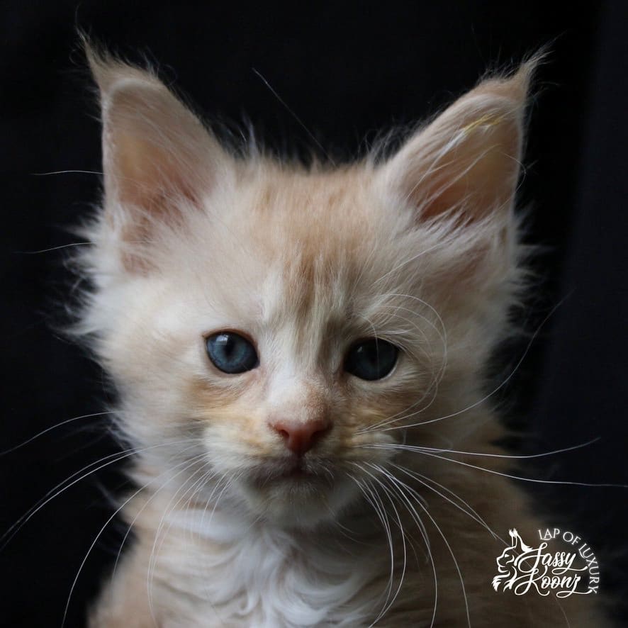 cream maine coon kitten at 7 weeks old ⋆ Sassy Koonz Maine Coon Cattery dramatic photo of a cream maine coon kitten at 7 weeks of age