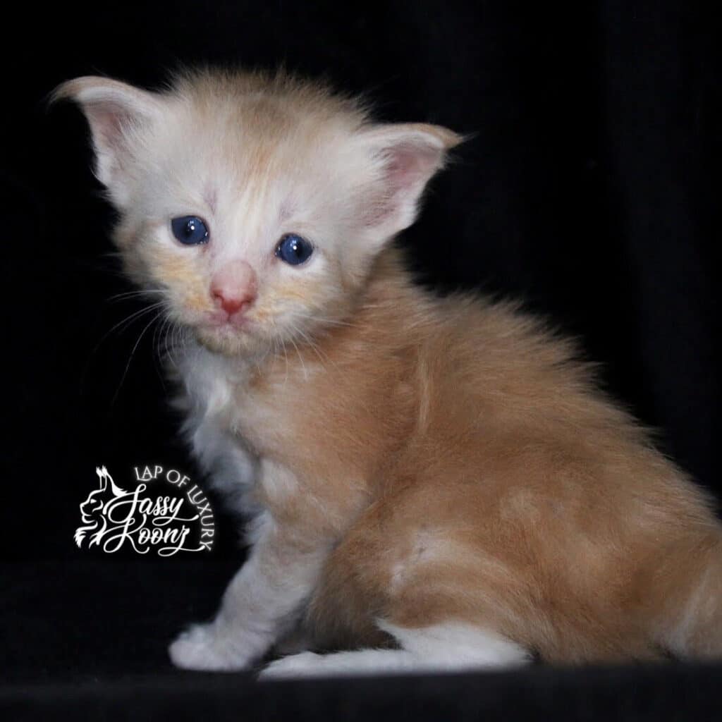 cream-smoke-3-week-old-maine-coon-kitten ⋆ Sassy Koonz Maine Coon Cattery cream smoke 3 week old maine coon kitten