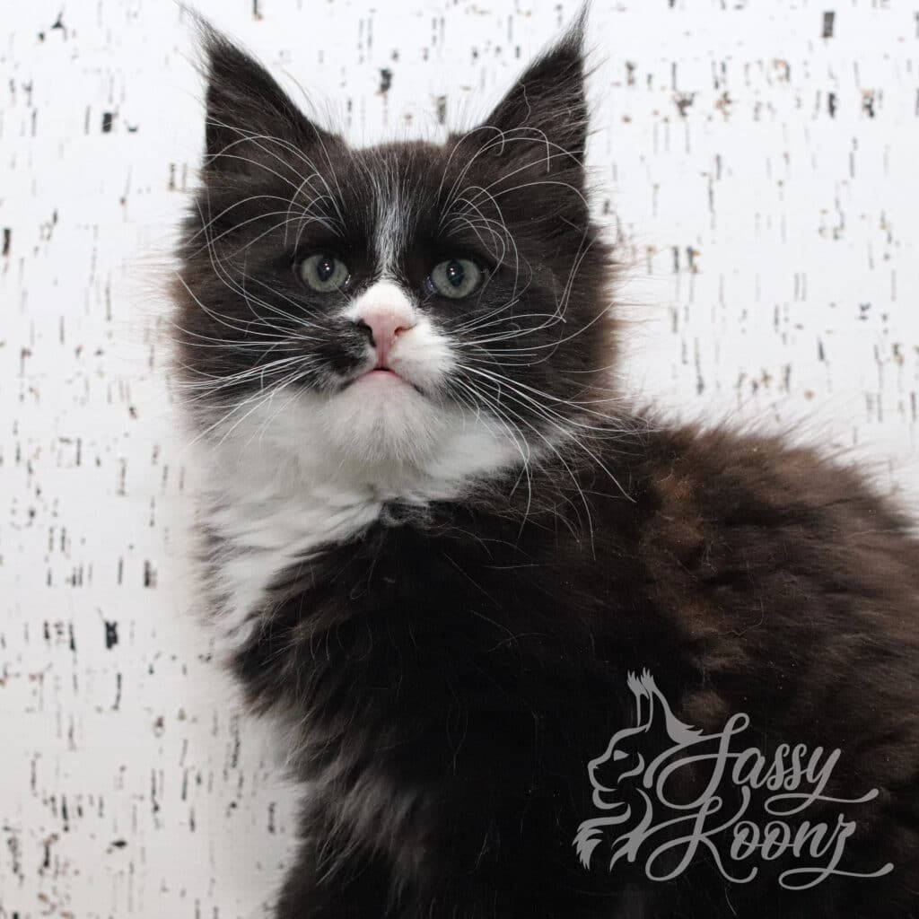 giant-maine-coon-kittens-sassy-koonz-purge-9-weeks ⋆ Sassy Koonz Maine Coon Cattery giant maine coon kittens sassy koonz 9 weeks old Purge
