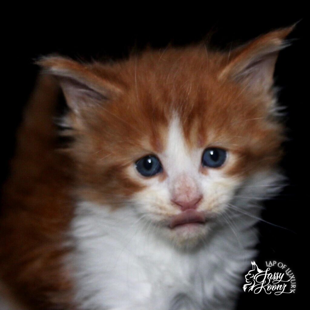 granite-maine-coon-kitten-bicolor-red-tongue ⋆ Sassy Koonz Maine Coon Cattery granite maine coon ktiten bicolor red tongue