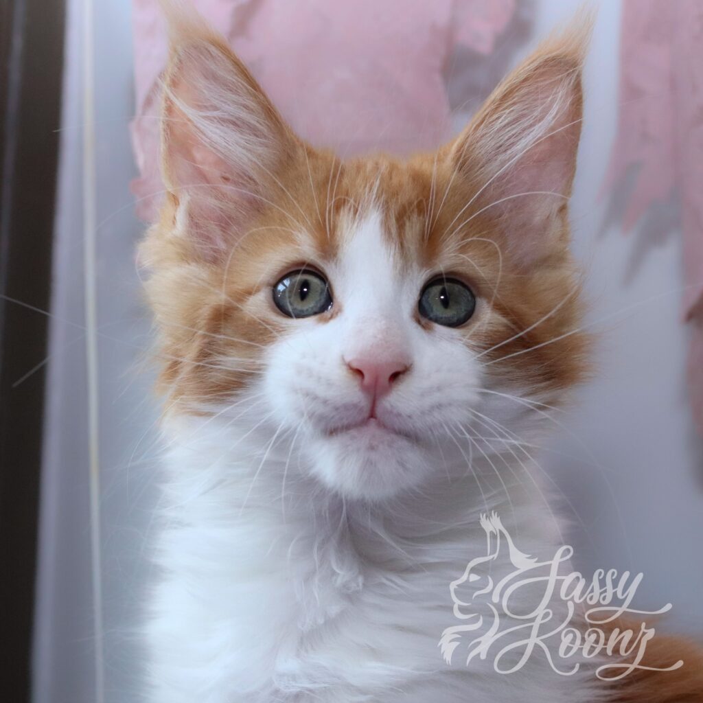 granite-red-bicolor-maine-coon-11-weeks ⋆ Sassy Koonz Maine Coon Cattery maine coon kitten who was neutered at 12 weeks old