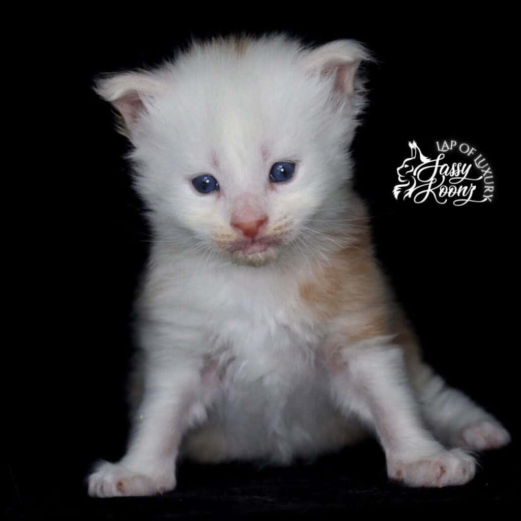 high smoke red kitten 3 weeks old ⋆ Sassy Koonz Maine Coon Cattery red high smoke kitten