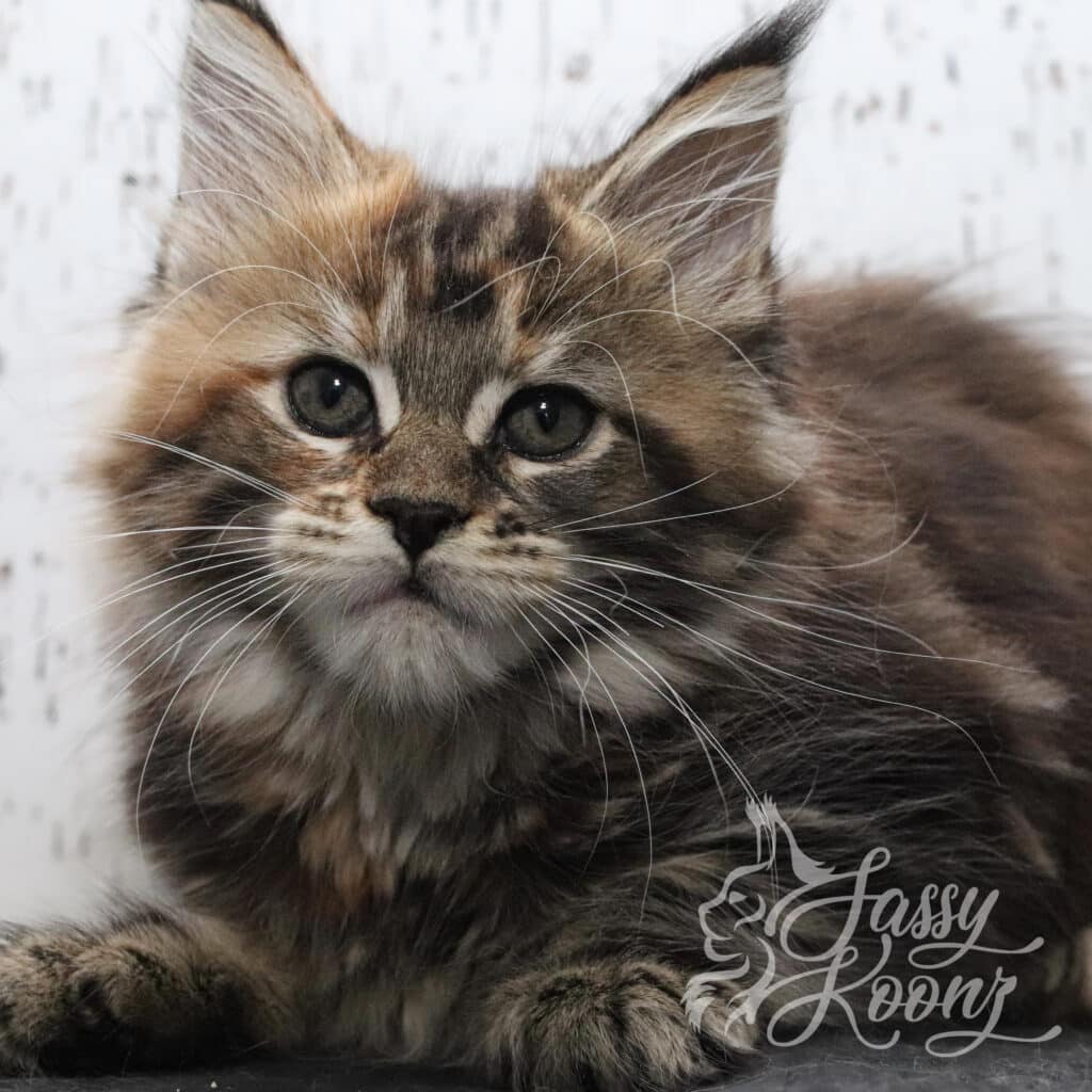 maine-coon-cattery-florida-barbie-7-weeks ⋆ Sassy Koonz Maine Coon Cattery maine coon cattery florida 7 weeks old barbie