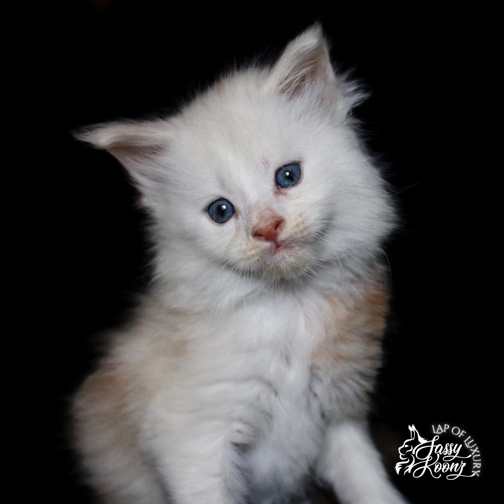 maine-coon-kitten-cream-smoke-II-available ⋆ Sassy Koonz Maine Coon Cattery maine coon kiten cream smoke ii available