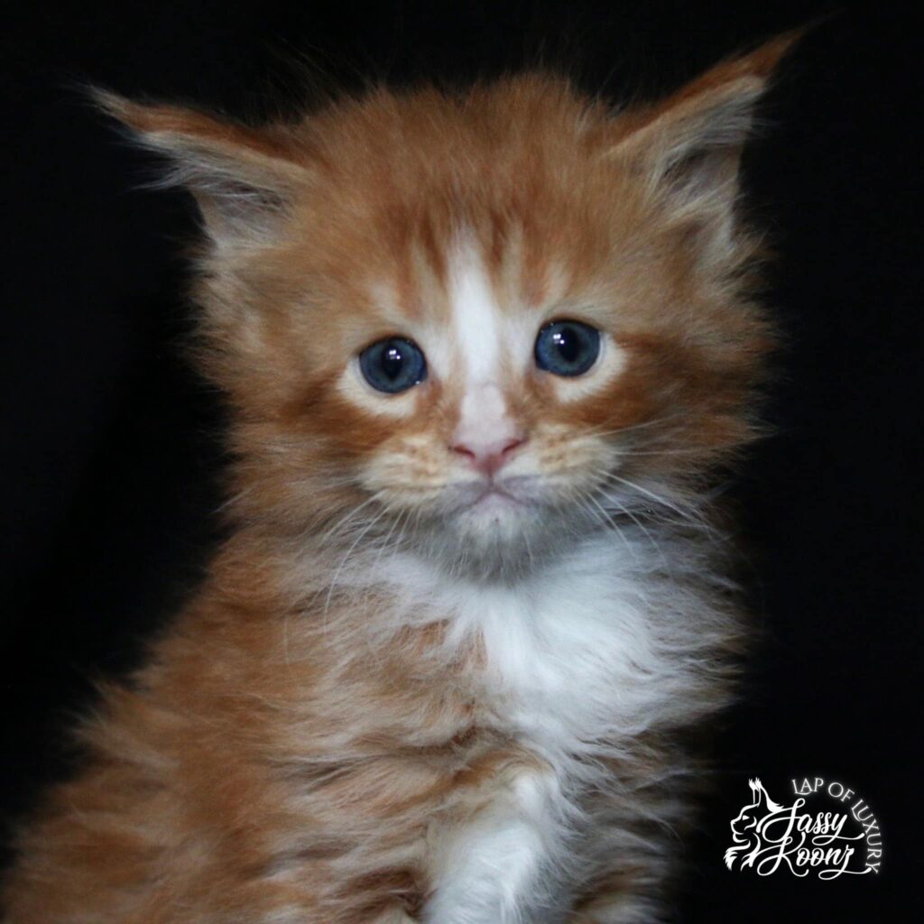maine-coon-kitten-euclid-red-white ⋆ Sassy Koonz Maine Coon Cattery maine coon kitten euclid red white