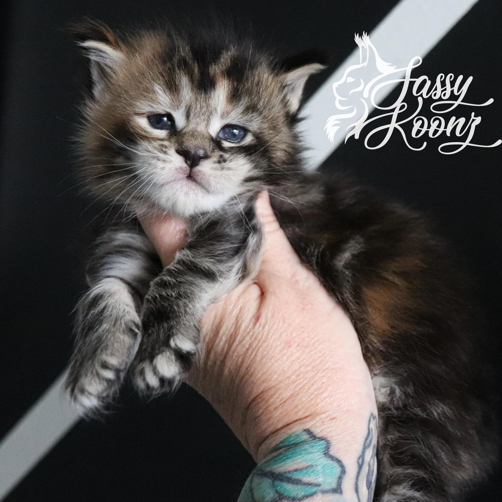 maine-coon-kitten-sex-metal-barbie-available ⋆ Sassy Koonz Maine Coon Cattery maine coon kitten available sex metal barbie 3 week sold torbie