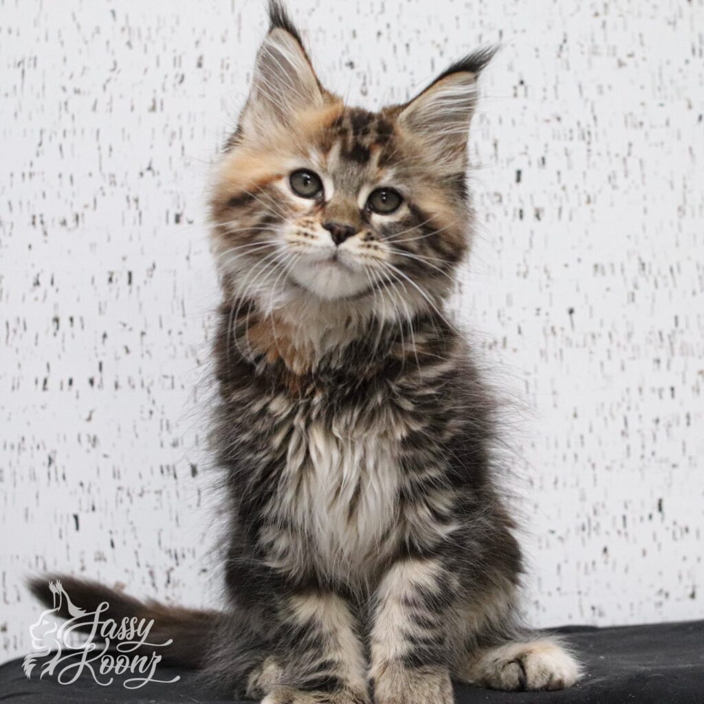 maine-coon-kittens-black-torbie-barbie-11.JPEG ⋆ Sassy Koonz Maine Coon Cattery maine coon kittens black torbie barbie