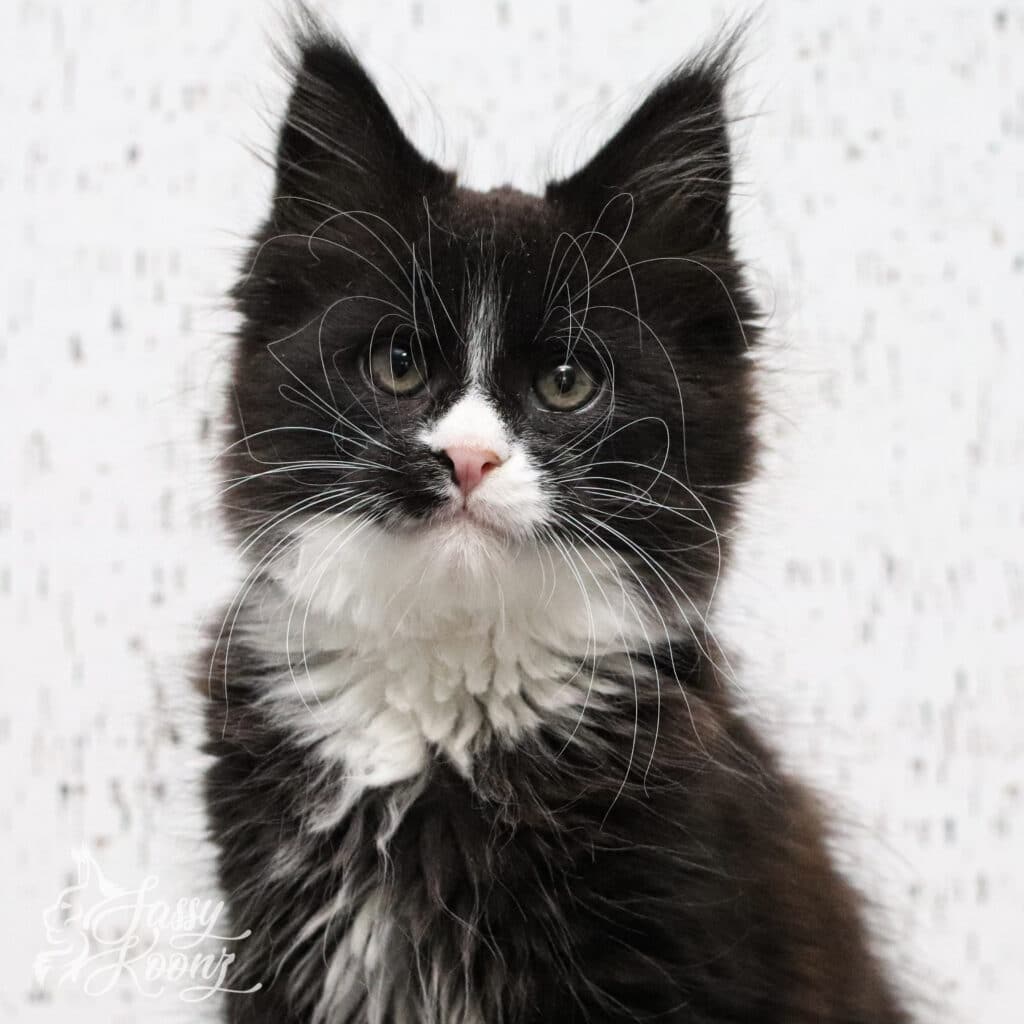 purge-maine-coon-kitten-11-weeks-old ⋆ Sassy Koonz Maine Coon Cattery purge maine coon kitten 11 weeks old