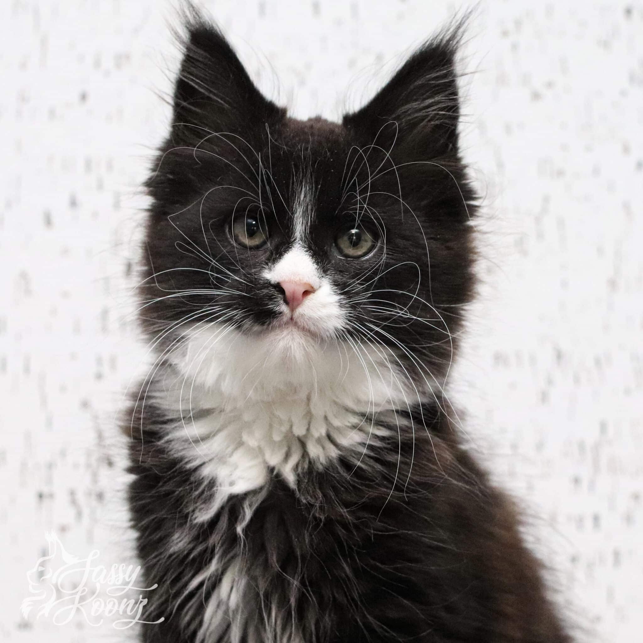purge-maine-coon-kitten-11-weeks-old ⋆ Sassy Koonz Maine Coon Cattery purge maine coon kitten 11 weeks old