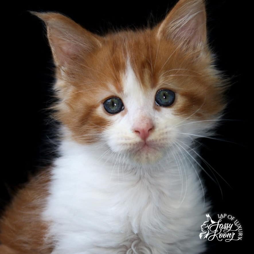 red and white 7 week old maine coon kitten ⋆ Sassy Koonz Maine Coon Cattery granite 7 week old bi color red and white maine coon kitten