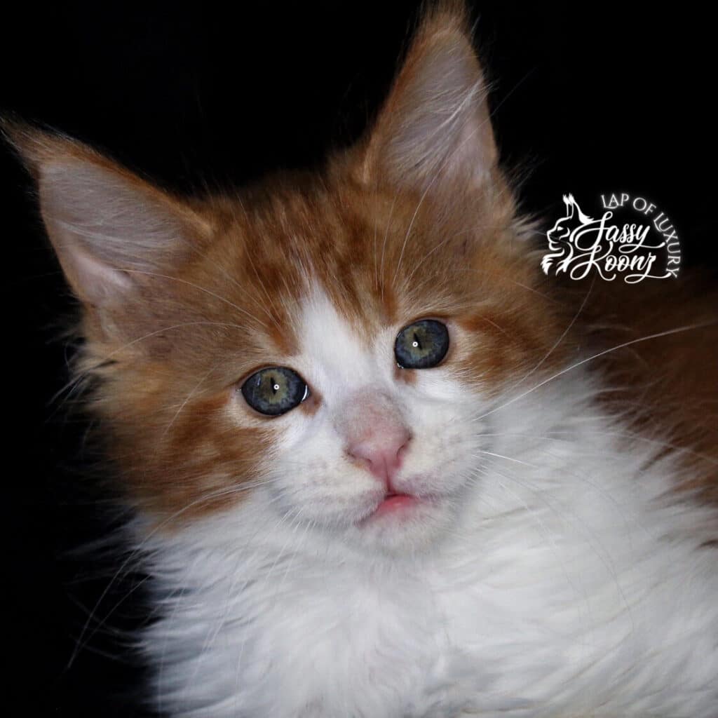red and white 9 week old available maine coon kitten ⋆ Sassy Koonz Maine Coon Cattery red and white 9 week old available maine coon kitten