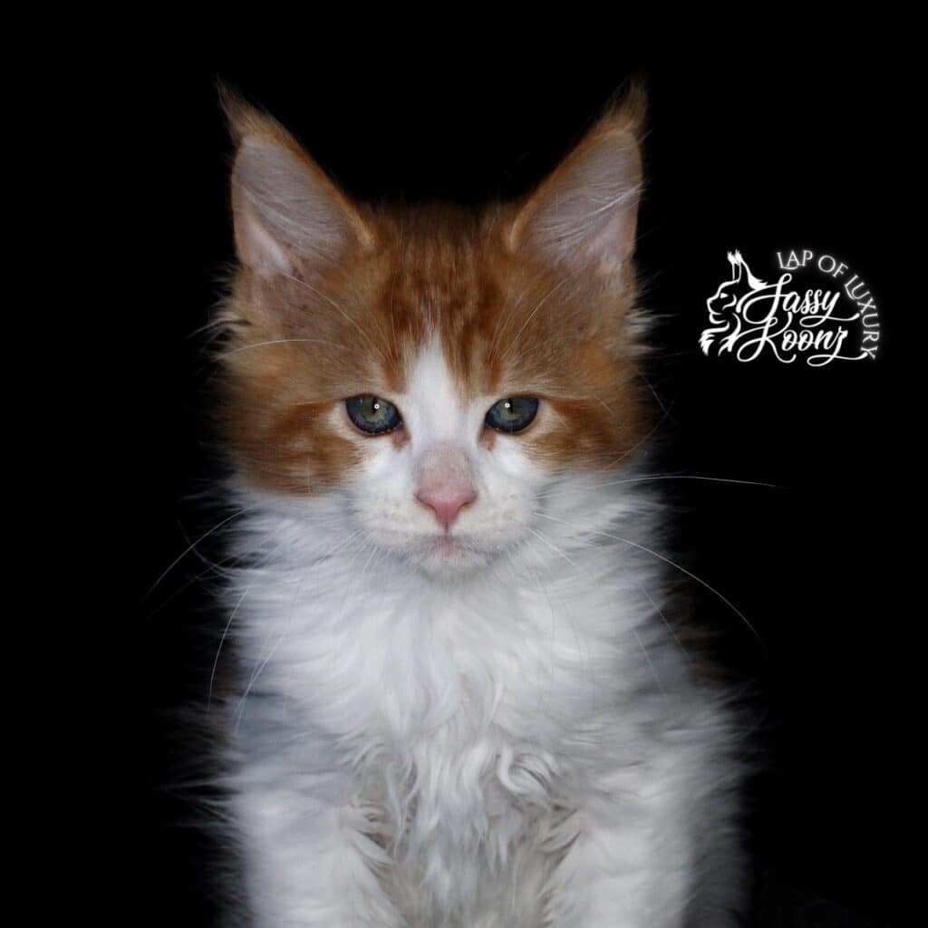 red and white 9 week old maine coon male kitten ⋆ Sassy Koonz Maine Coon Cattery red and white 9 week old maine coon male kitten