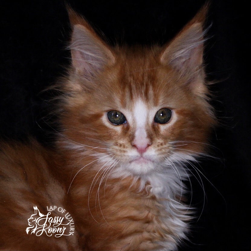red and white maine coon kitten with white 9 weeks old ⋆ Sassy Koonz Maine Coon Cattery red and white maine coon kitten with white 9 weeks old