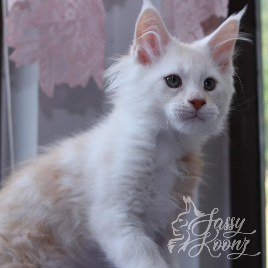 red-high-smoke-kitten-maine-coon-min ⋆ Sassy Koonz Maine Coon Cattery red high smoke kitten maine coon